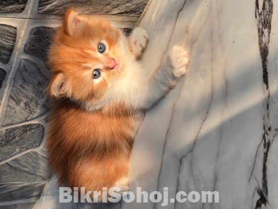 Traditional persian exotic bloodline (female)